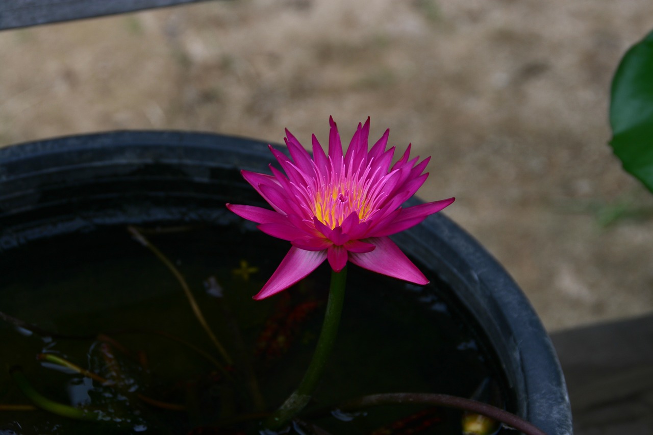 佛教莲花，净化心灵的神奇之花