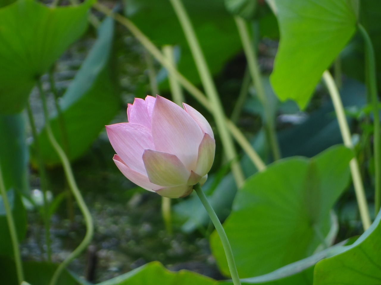 佛教莲花之色，何者为上？探寻莲花色彩的深层寓意